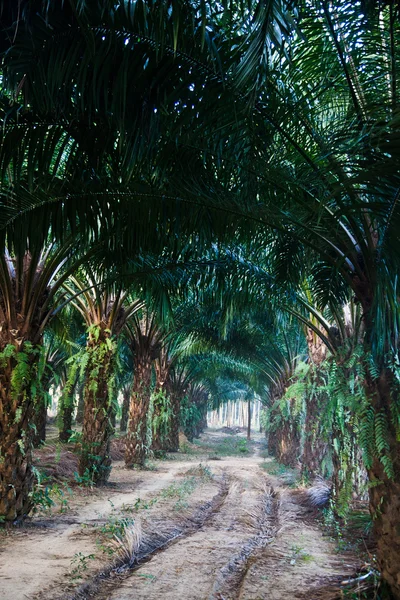 Piantagione di palme — Foto Stock