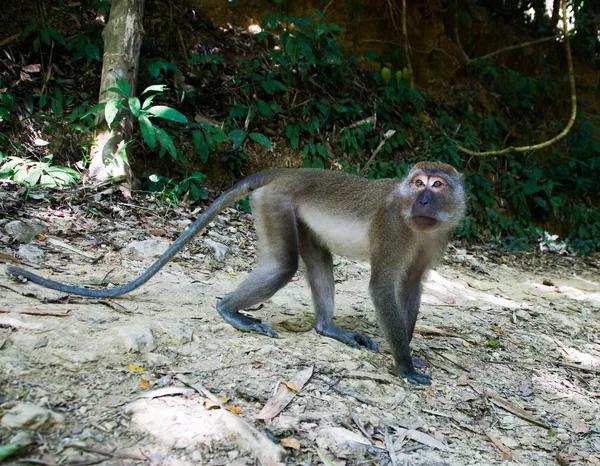 Cute monkey — Stock Photo, Image