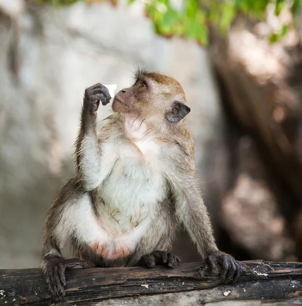 Cute monkey — Stock Photo, Image