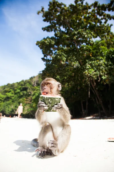 Cute monkey on beach — Stock Photo, Image