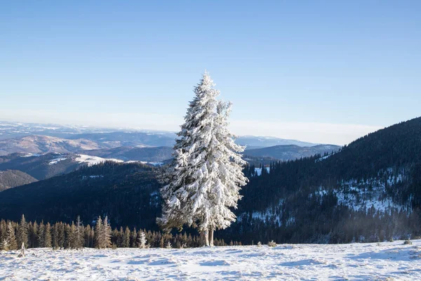 Increíble Paisaje Invierno Con Abetos Nevados —  Fotos de Stock