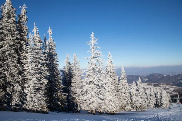 Increíble Paisaje Invierno Con Abetos Nevados —  Fotos de Stock