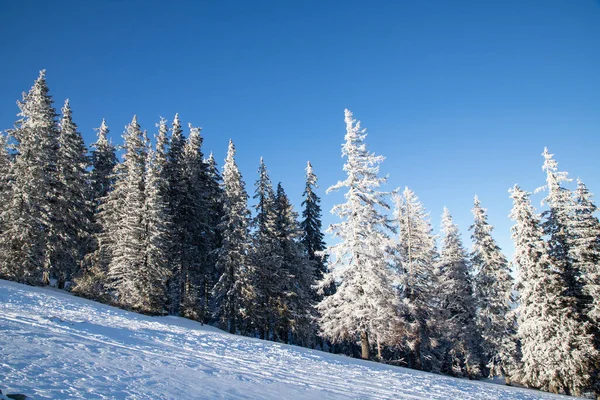 Increíble Paisaje Invierno Con Abetos Nevados —  Fotos de Stock