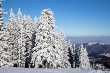 Karlı köknar ağaçları ile muhteşem kış manzarası