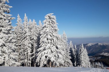 Karlı köknar ağaçları ile muhteşem kış manzarası