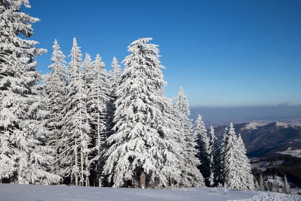 Paysage Hivernal Incroyable Avec Des Sapins Neigeux — Photo