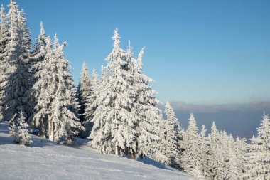 Karlı köknar ağaçları ile muhteşem kış manzarası