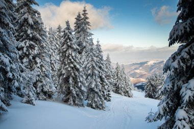 Karlı köknar ağaçları ile muhteşem kış manzarası