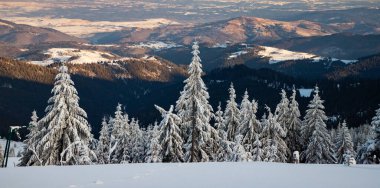 Karlı köknar ağaçları ile muhteşem kış manzarası