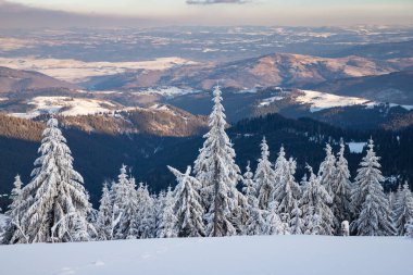 Karlı köknar ağaçları ile muhteşem kış manzarası