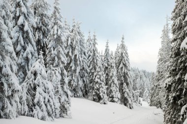 Karlı köknar ağaçları ile muhteşem kış manzarası