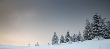 Karlı köknar ağaçları ile muhteşem kış manzarası