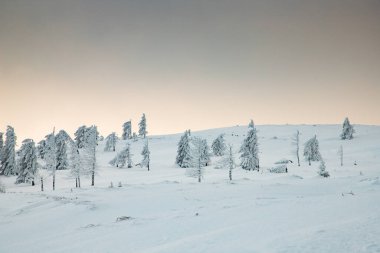 Karlı köknar ağaçları ile muhteşem kış manzarası