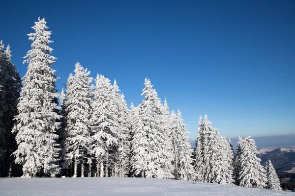 Increíble Paisaje Invierno Con Abetos Nevados —  Fotos de Stock