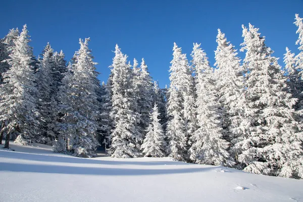 Paysage Hivernal Incroyable Avec Des Sapins Neigeux — Photo