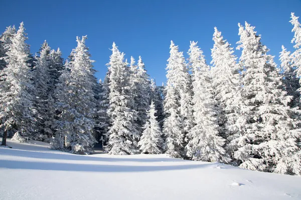 Paysage Hivernal Incroyable Avec Des Sapins Neigeux — Photo