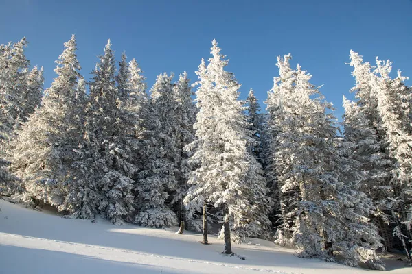 雪のモミの木と素晴らしい冬の風景 — ストック写真