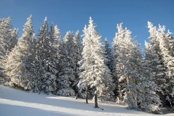 美丽的冬季风景 有雪地冷杉树 — 图库照片