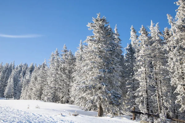 Karlı Köknar Ağaçları Ile Muhteşem Kış Manzarası — Stok fotoğraf