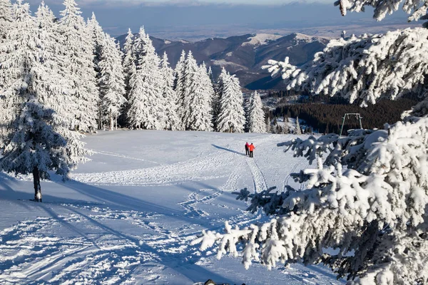 Increíble Paisaje Invierno Con Abetos Nevados — Foto de Stock