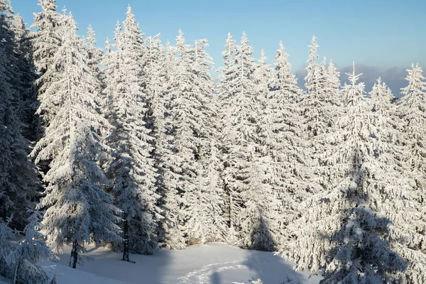Incredibile Paesaggio Invernale Con Abeti Innevati — Foto Stock