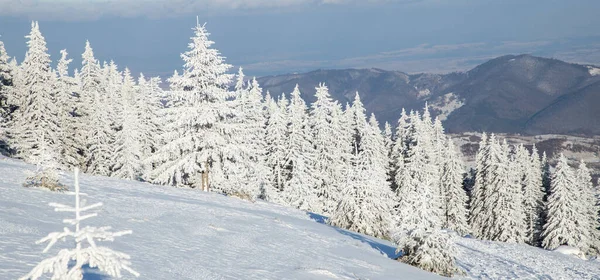 Amazing Winter Landscape Snowy Fir Trees — Stock Photo, Image