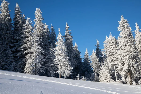 Incrível Paisagem Inverno Com Abetos Nevados — Fotografia de Stock