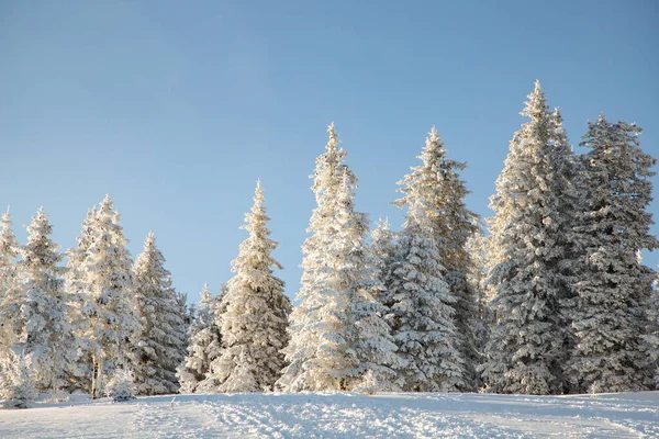 Удивительный Зимний Пейзаж Снежными Елками — стоковое фото