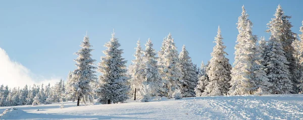 Increíble Paisaje Invierno Con Abetos Nevados —  Fotos de Stock