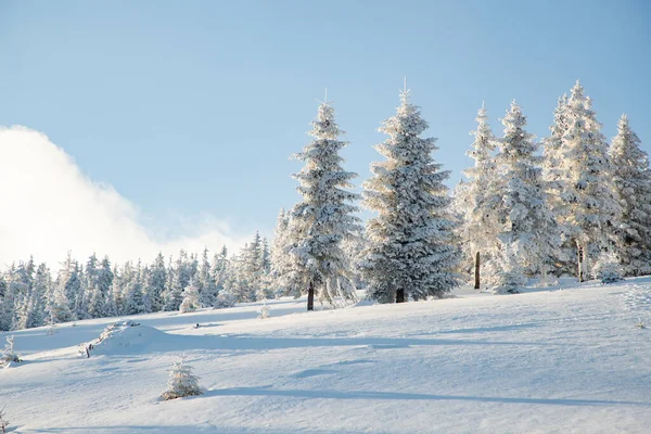 雪のモミの木と素晴らしい冬の風景 — ストック写真
