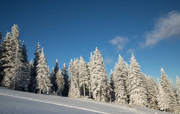 Increíble Paisaje Invierno Con Abetos Nevados —  Fotos de Stock