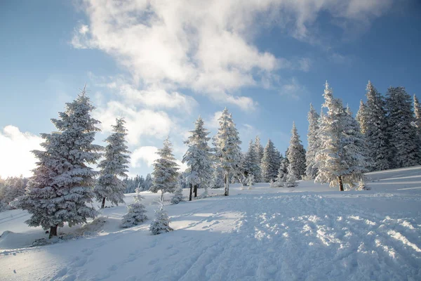 Paysage Hivernal Incroyable Avec Des Sapins Neigeux — Photo