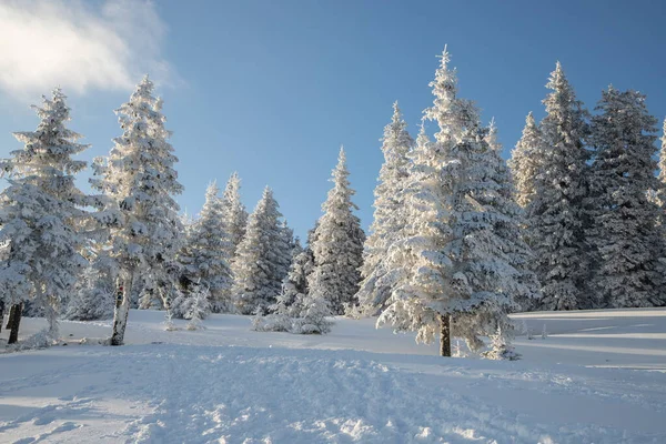 美丽的冬季风景 有雪地冷杉树 — 图库照片