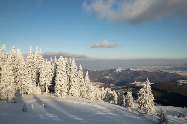 Increíble Paisaje Invierno Con Abetos Nevados —  Fotos de Stock