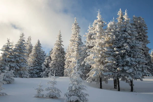 Increíble Paisaje Invierno Con Abetos Nevados —  Fotos de Stock