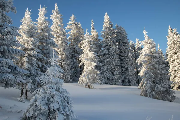 Karlı Köknar Ağaçları Ile Muhteşem Kış Manzarası — Stok fotoğraf