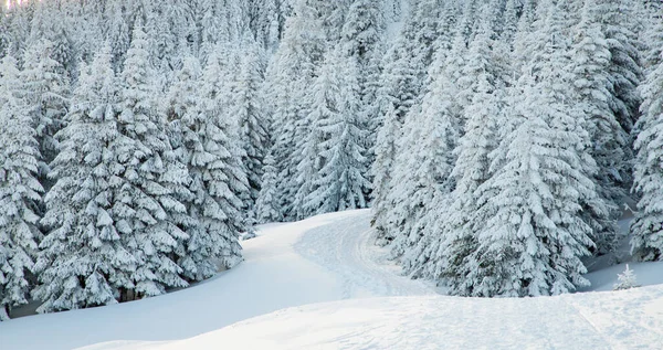 Increíble Paisaje Invierno Con Abetos Nevados —  Fotos de Stock