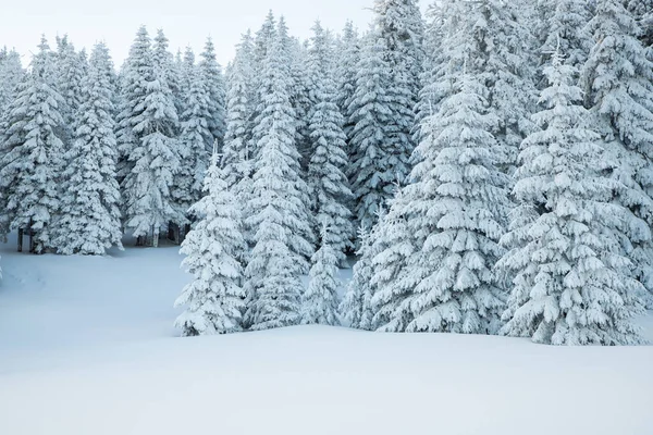 Incredibile Paesaggio Invernale Con Abeti Innevati — Foto Stock