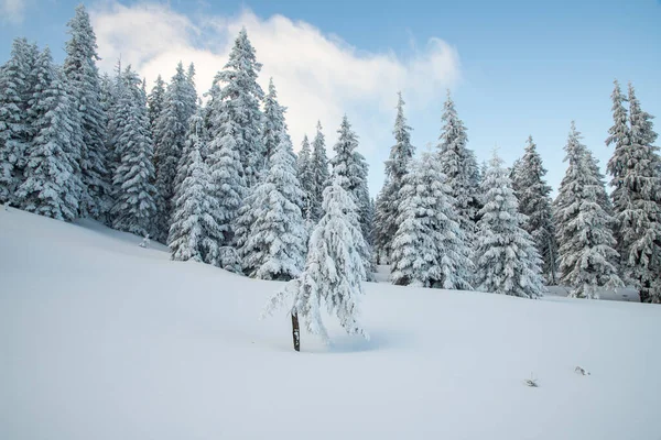 雪のモミの木と素晴らしい冬の風景 — ストック写真