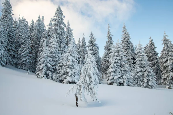 Increíble Paisaje Invierno Con Abetos Nevados —  Fotos de Stock