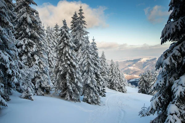 Increíble Paisaje Invierno Con Abetos Nevados —  Fotos de Stock