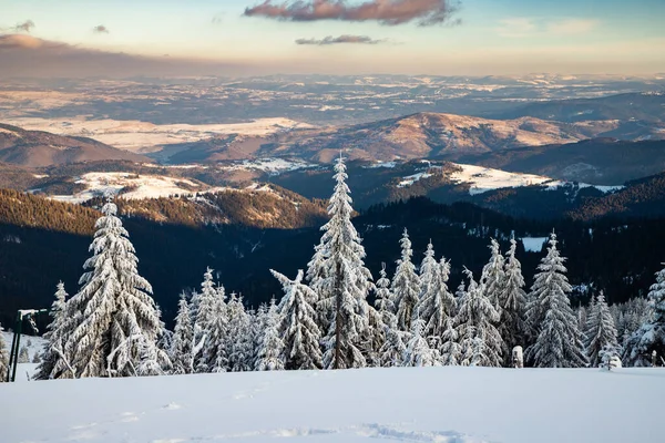 Fantastiskt Vinterlandskap Med Snöiga Granar — Stockfoto