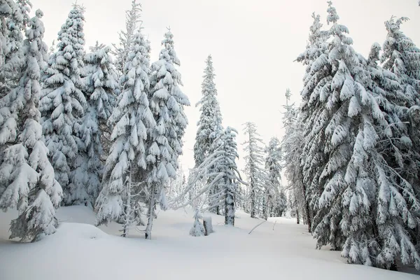 Increíble Paisaje Invierno Con Abetos Nevados — Foto de Stock