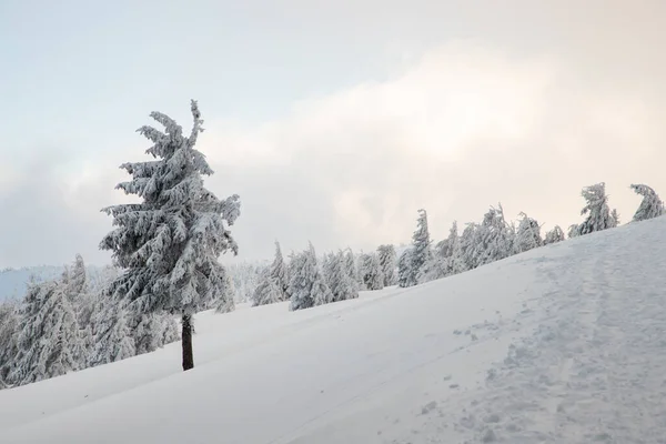 Geweldig Winterlandschap Met Besneeuwde Dennenbomen — Stockfoto