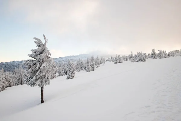 Increíble Paisaje Invierno Con Abetos Nevados —  Fotos de Stock