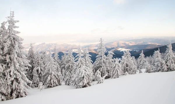 Increíble Paisaje Invierno Con Abetos Nevados —  Fotos de Stock