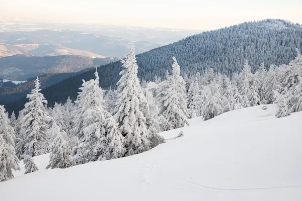 Increíble Paisaje Invierno Con Abetos Nevados —  Fotos de Stock