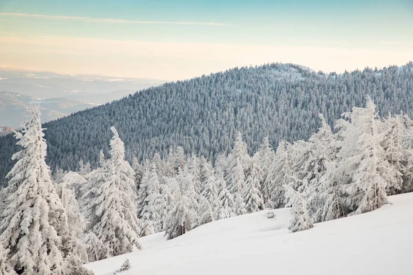 Дивовижний Зимовий Пейзаж Засніженими Ялиновими Деревами — стокове фото