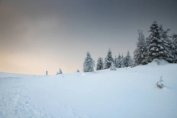 Incrível Paisagem Inverno Com Abetos Nevados — Fotografia de Stock