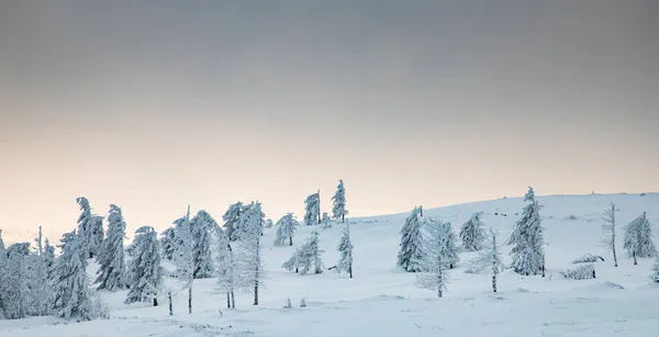 Incrível Paisagem Inverno Com Abetos Nevados — Fotografia de Stock